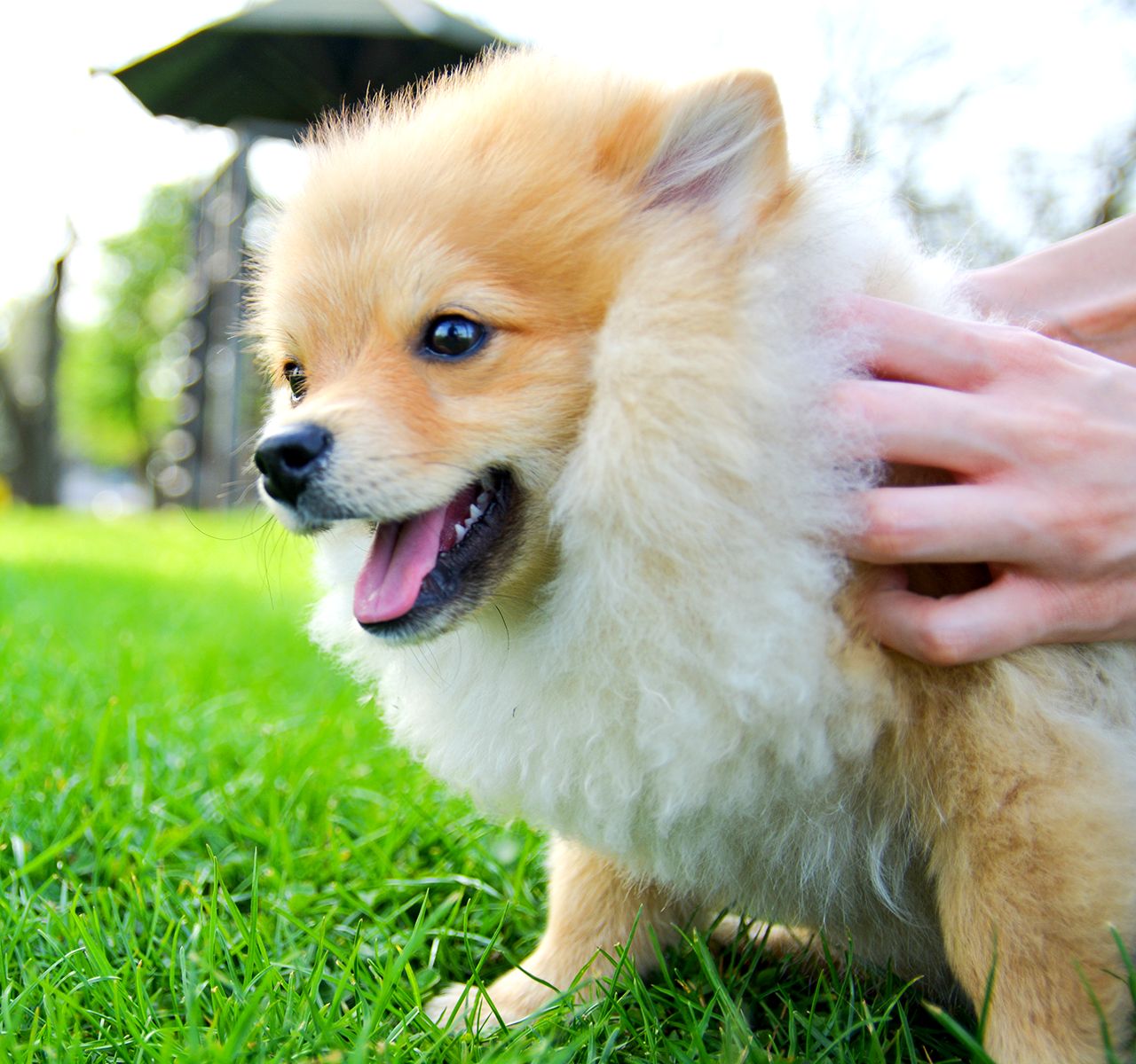 Help Your Puppy with Separation Anxiety