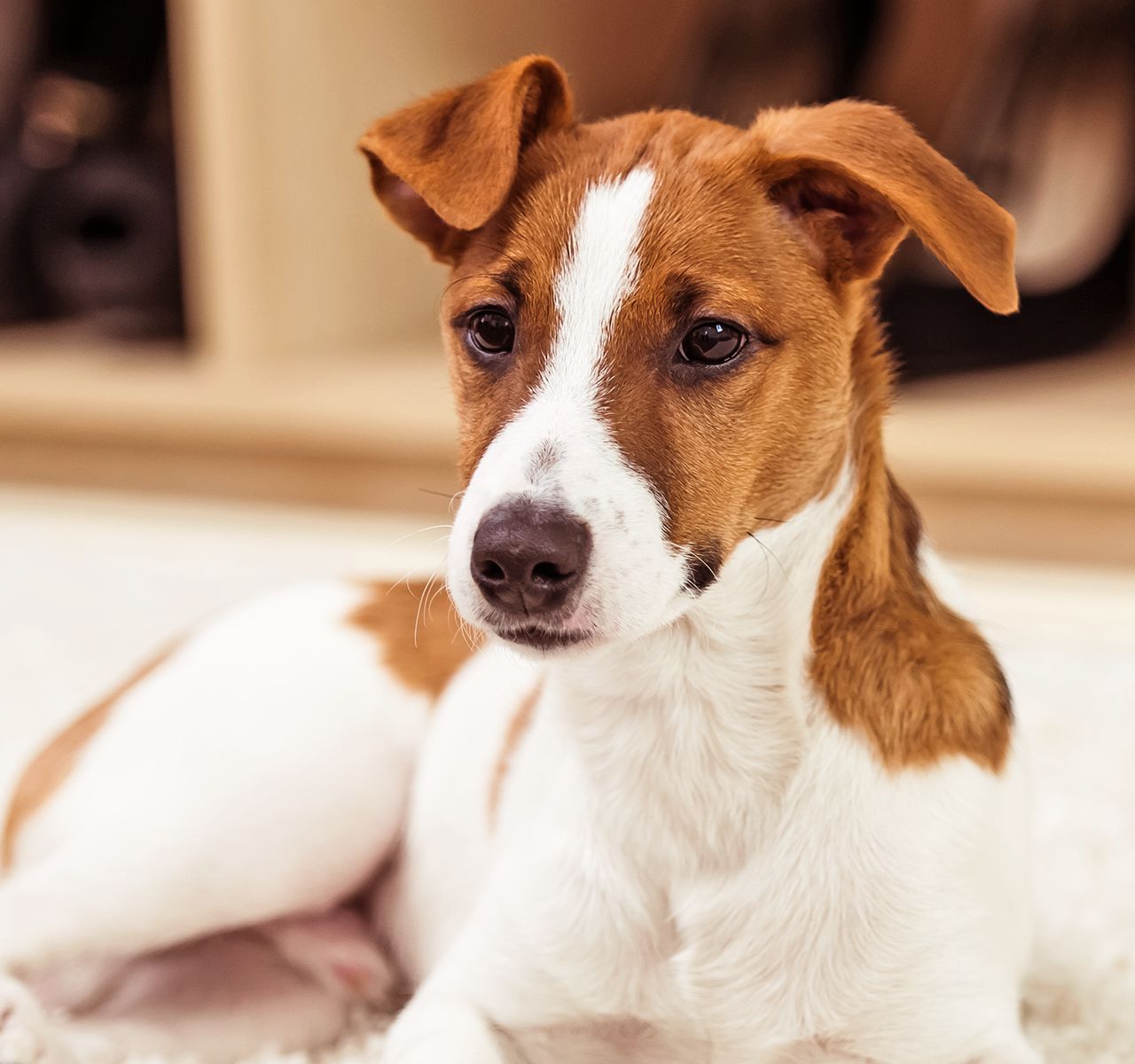 Homeward Hound: Find the Right Dog for Your Apartment