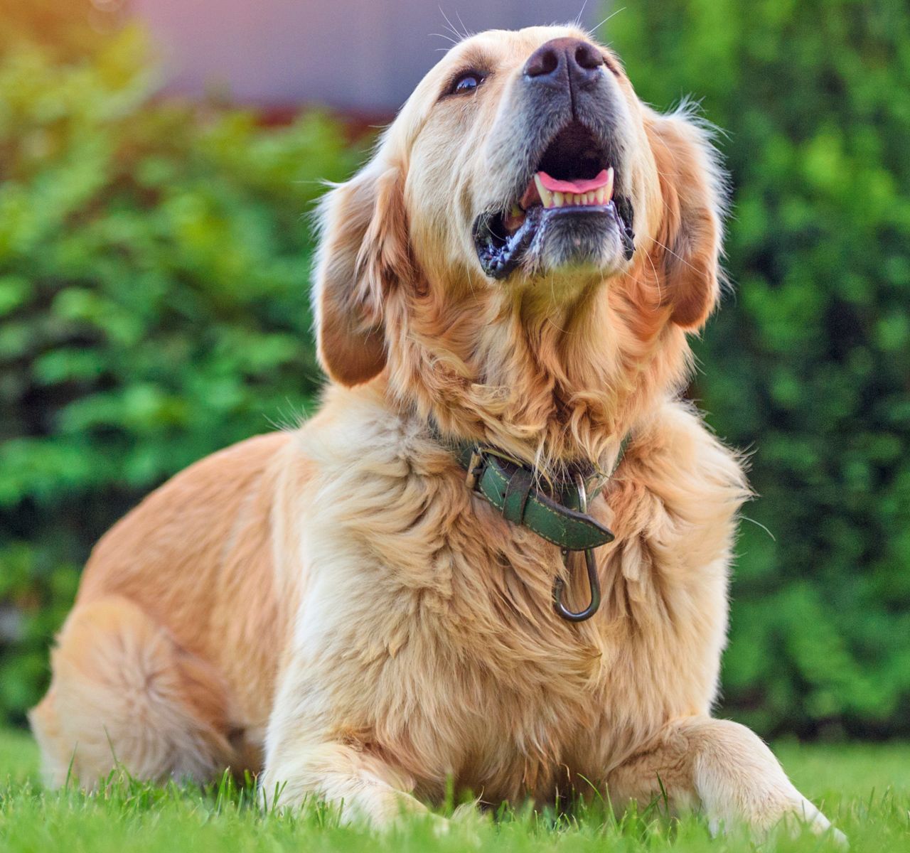 petsmart behavior classes