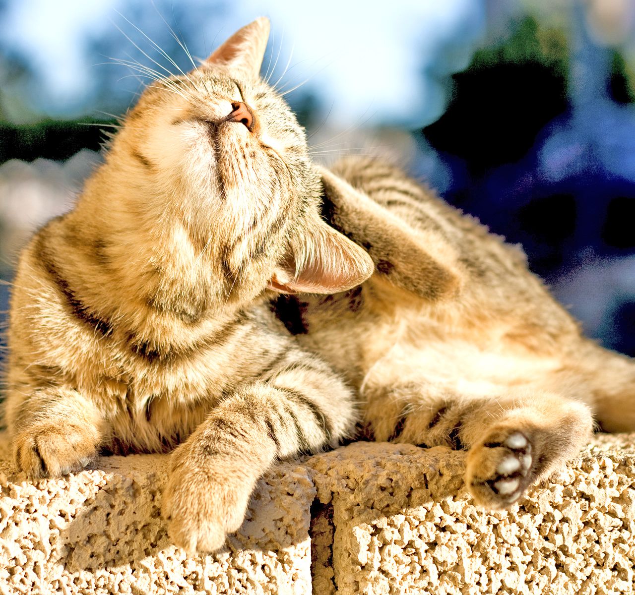 petsmart cat nail clipping