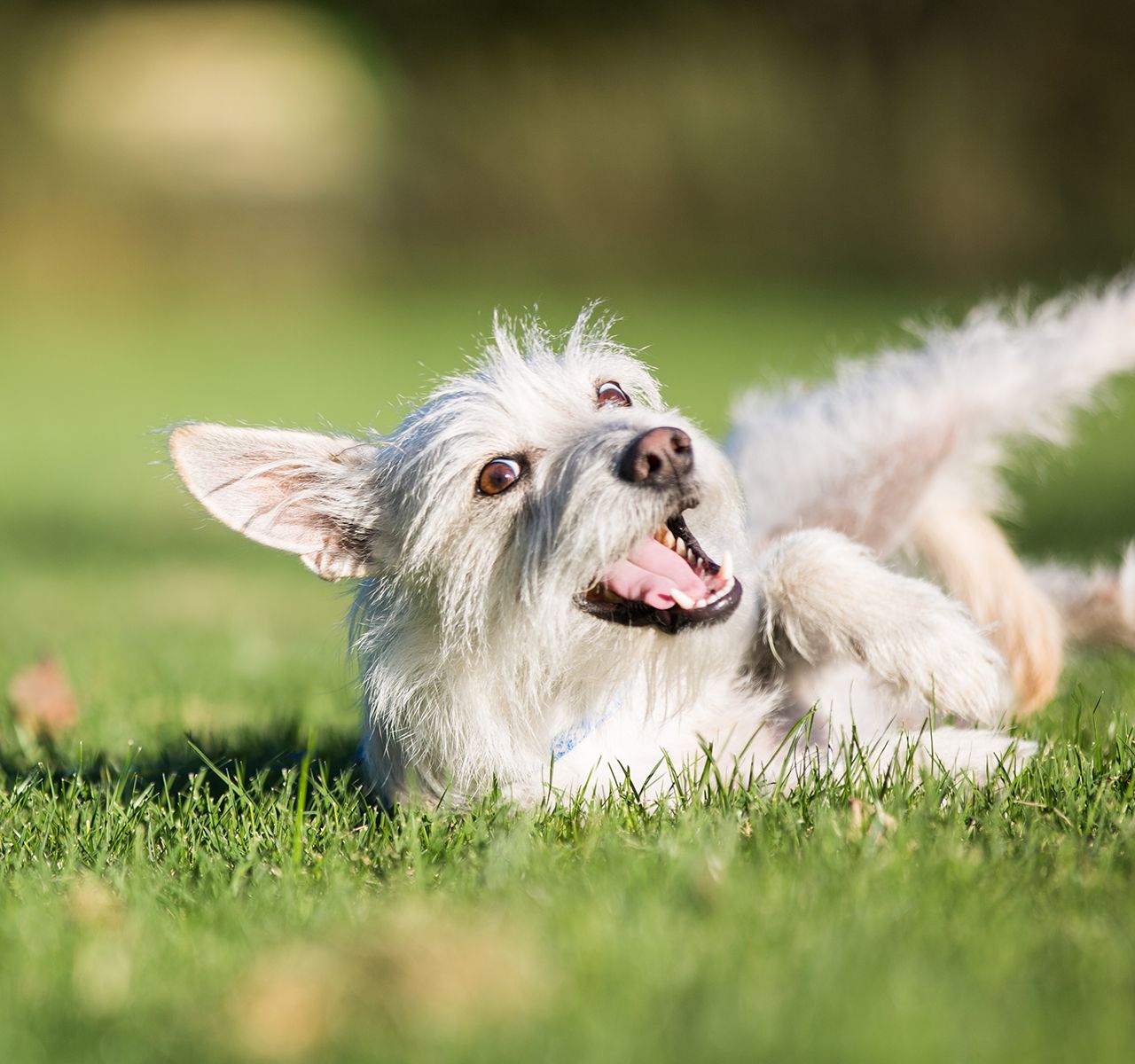 Dog Flea Prevention: How Do I Protect My Dog From Fleas?