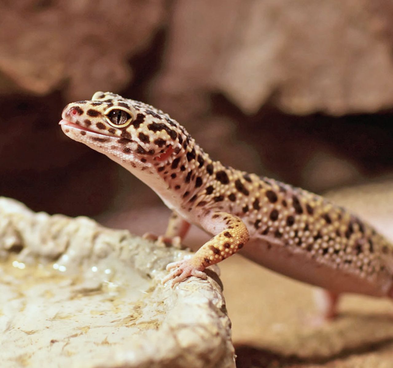 Leopard Gecko Habitat & Tank Setup | PetSmart