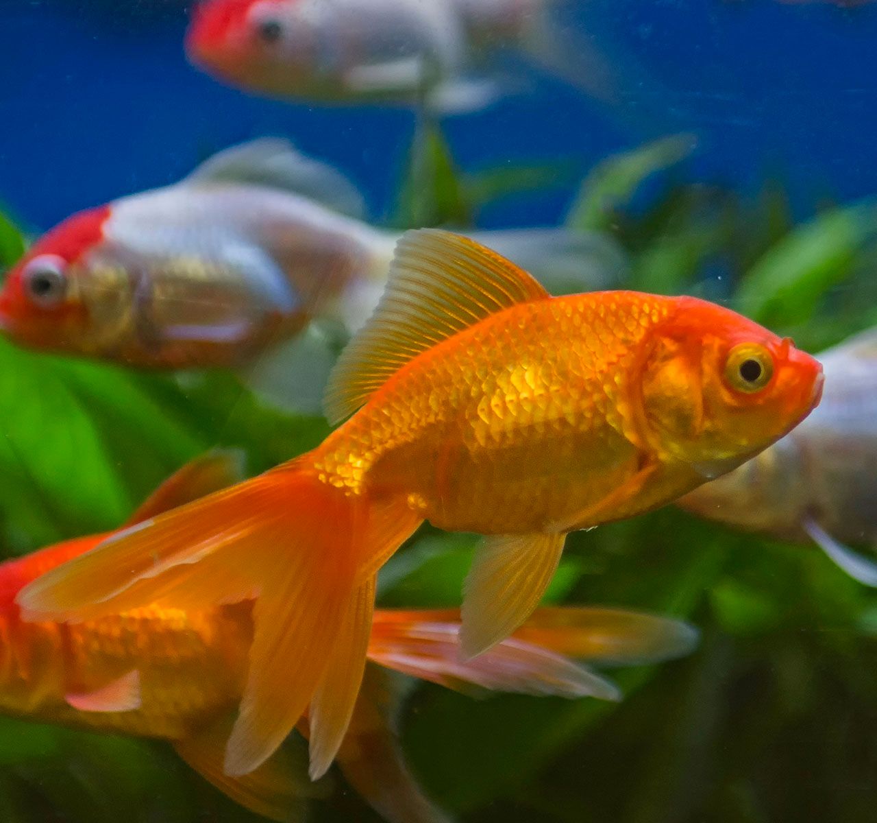 Age to buy fish at petsmart sale