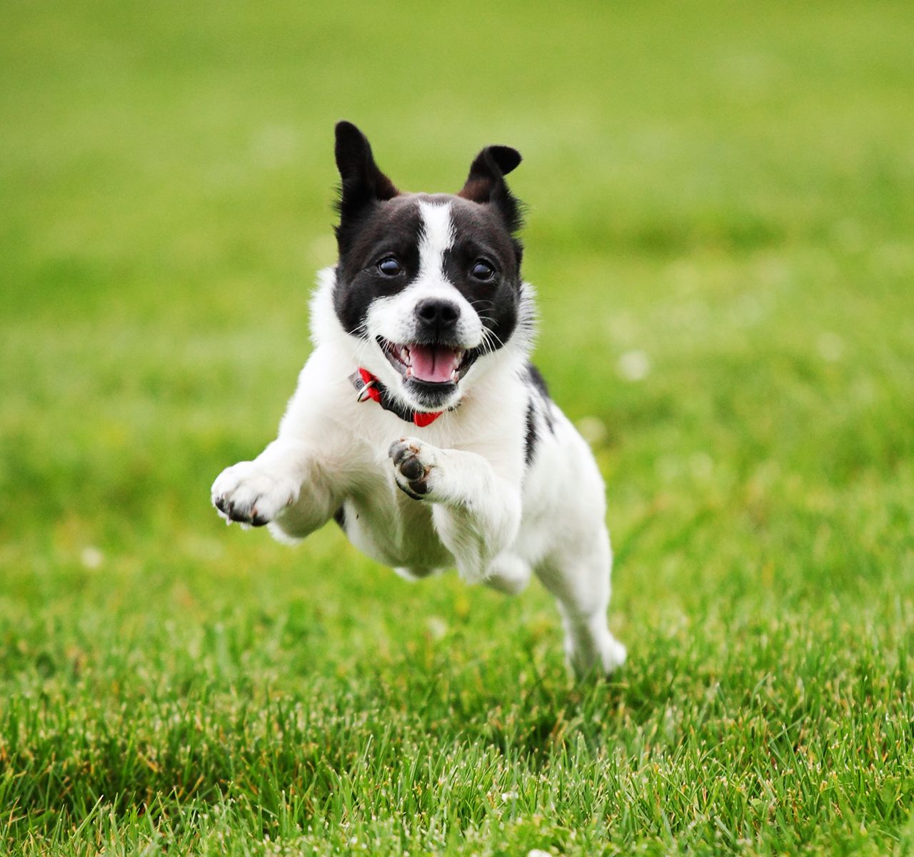 How Much Exercise Does My Dog Need?