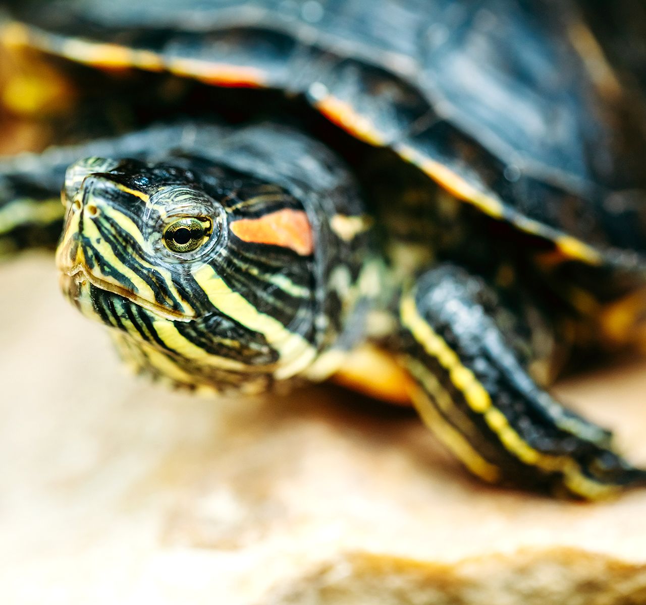 Petsmart tortoise clearance