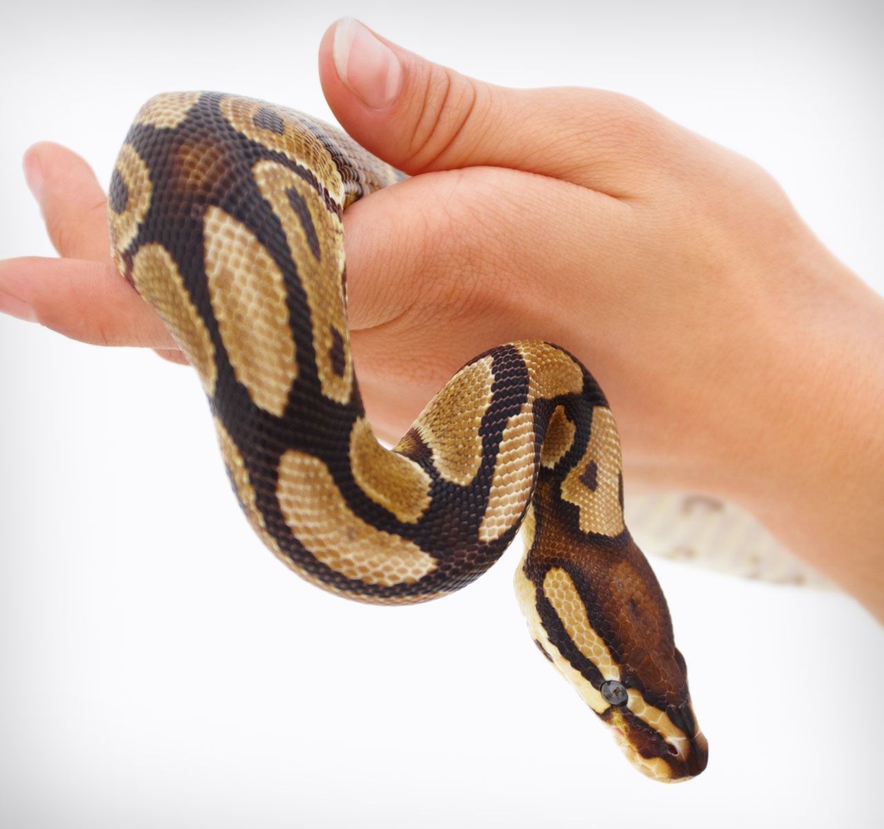 The Best Pet Snakes: Choosing a New Pet 