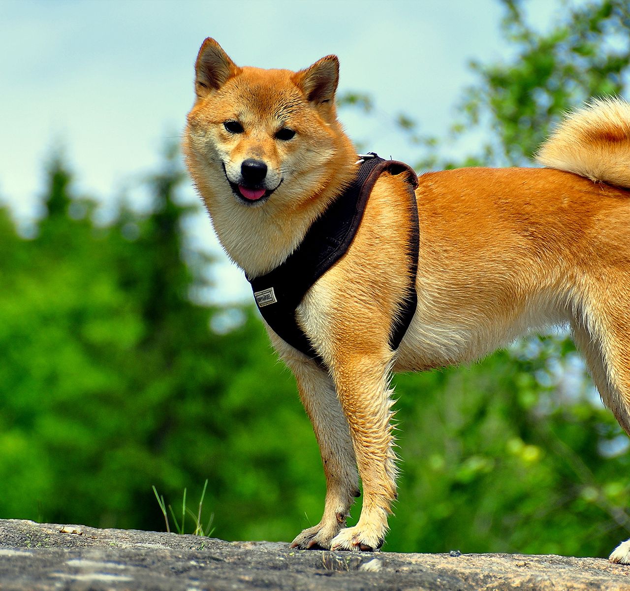 shiba inu petsmart