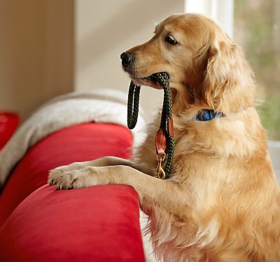 How to Choose a Dog Leash, Collar, and Harness
