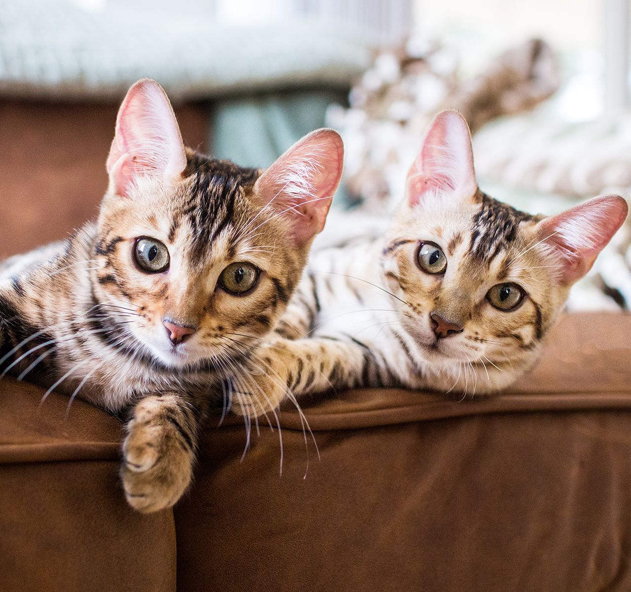 Kittens hotsell at petsmart