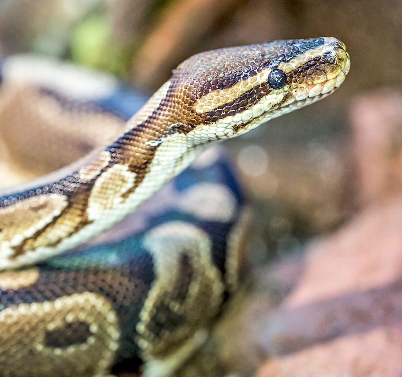 Petsmart best sale reptile day