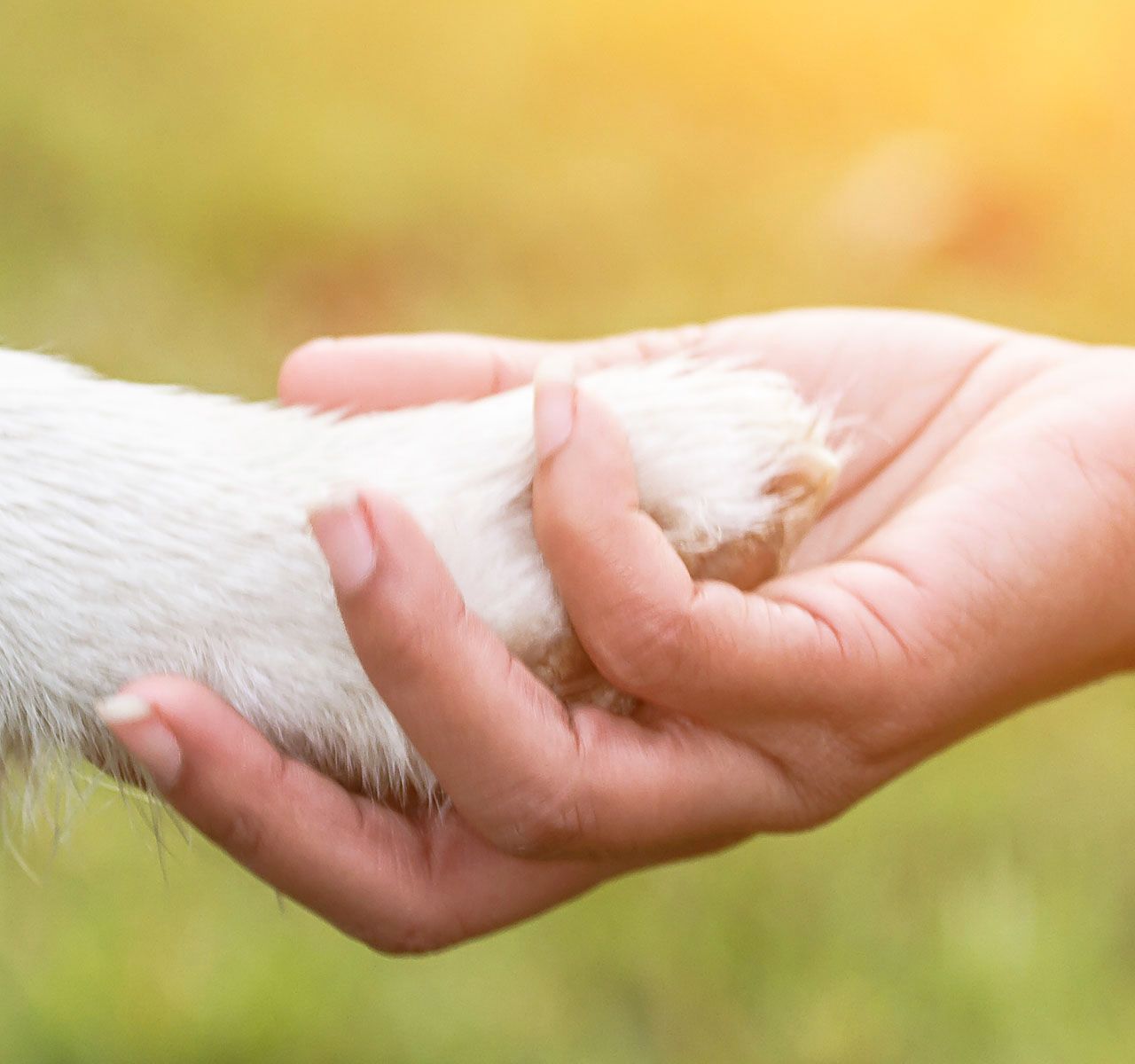 How to Cut Your Dog's Nails