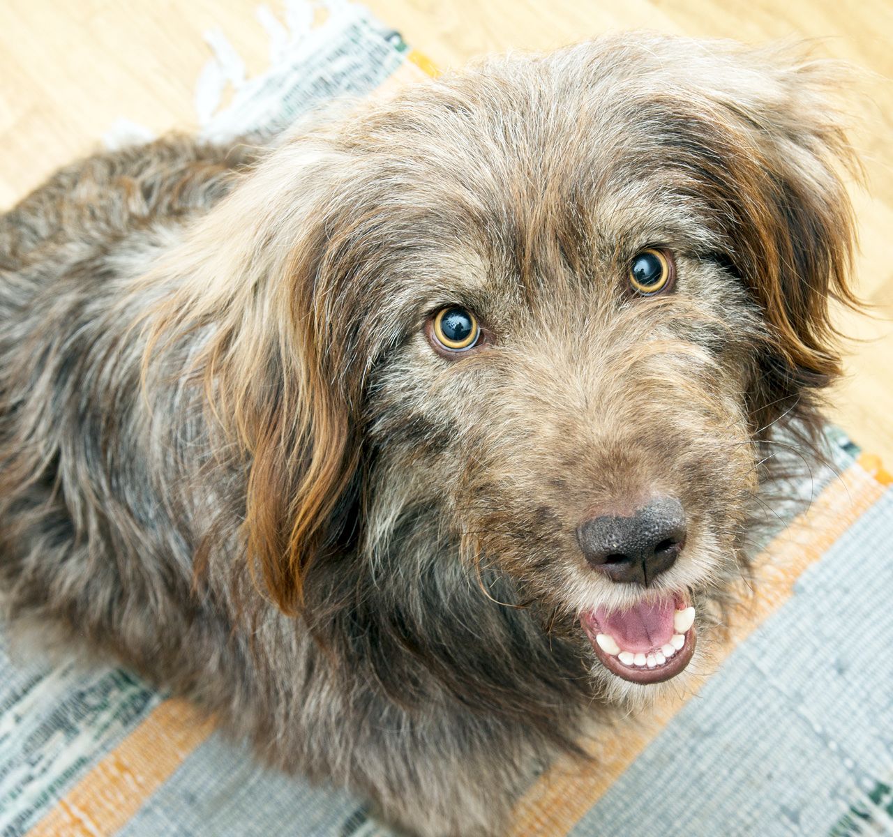 petsmart puppy socialization