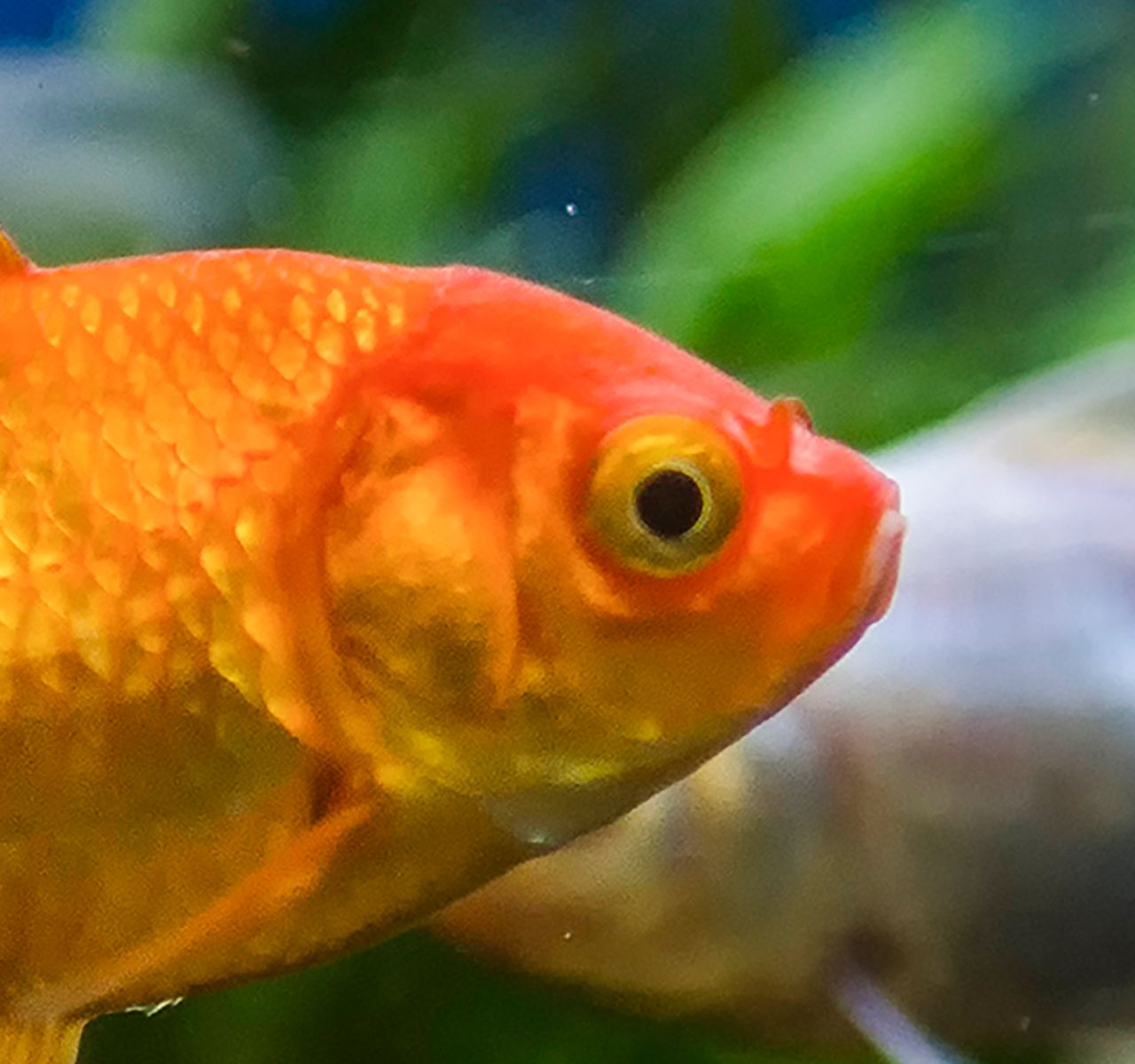 algae eater fish with goldfish