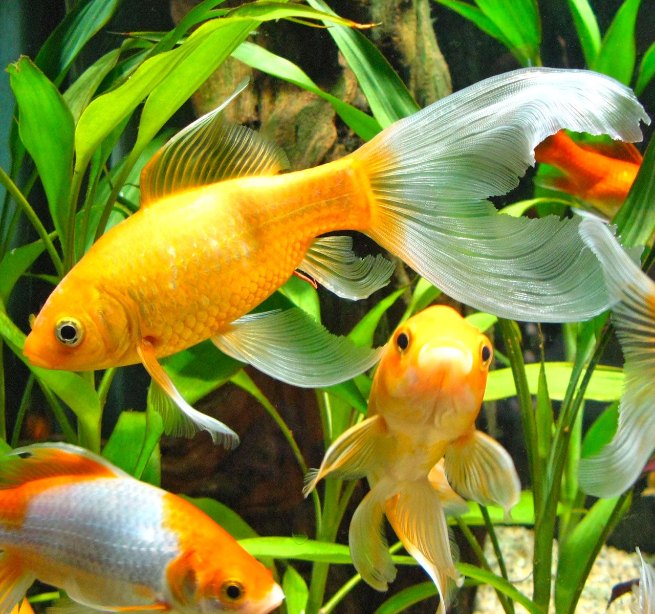 Petsmart fish outlet list