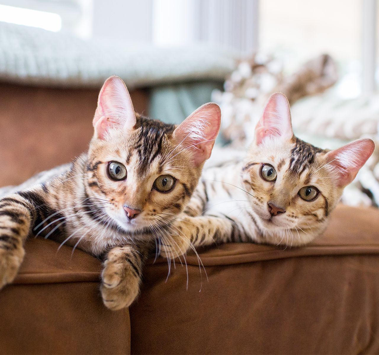 Kitty-Proof Your Home