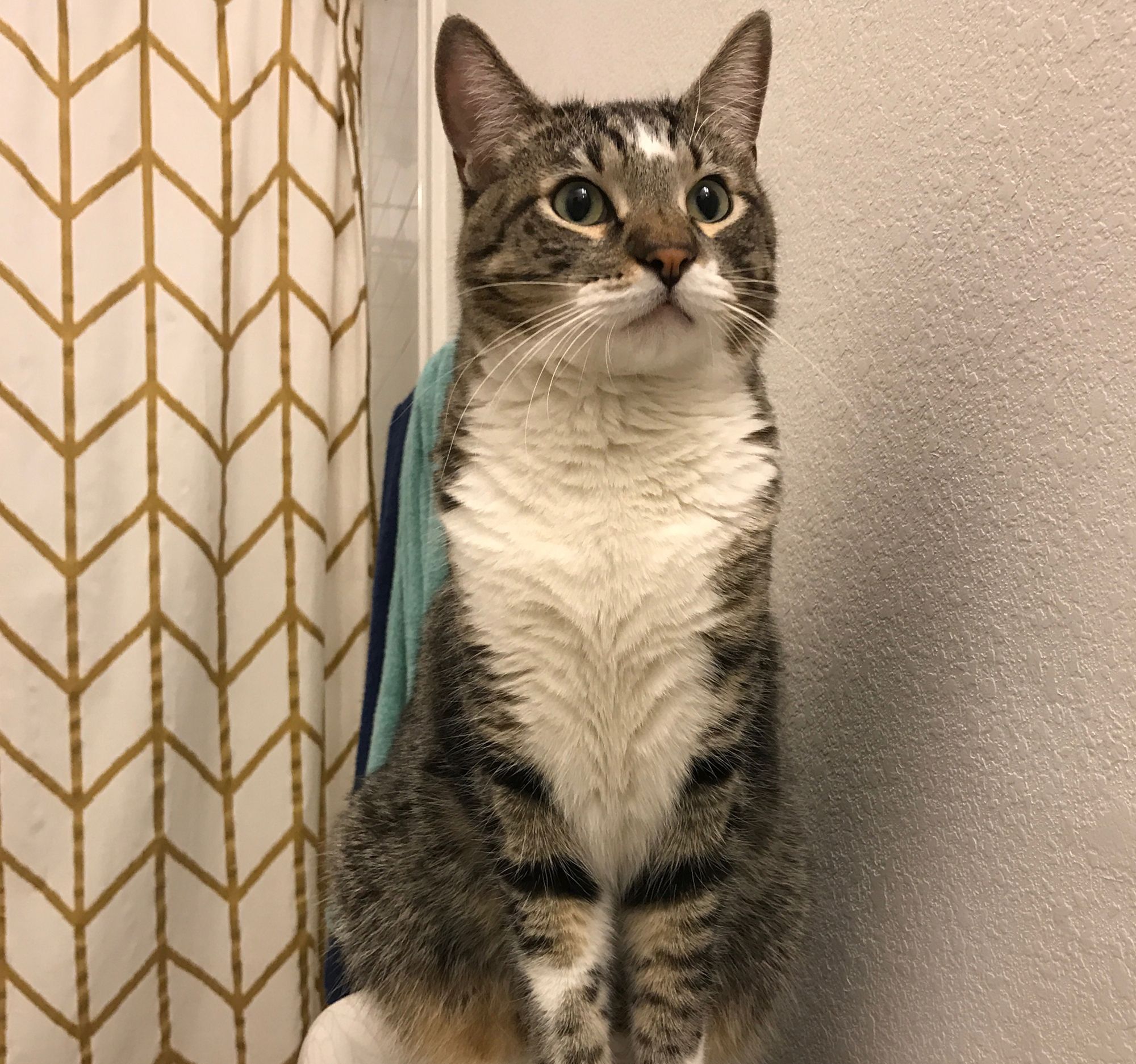 Petsmart shop cat caps