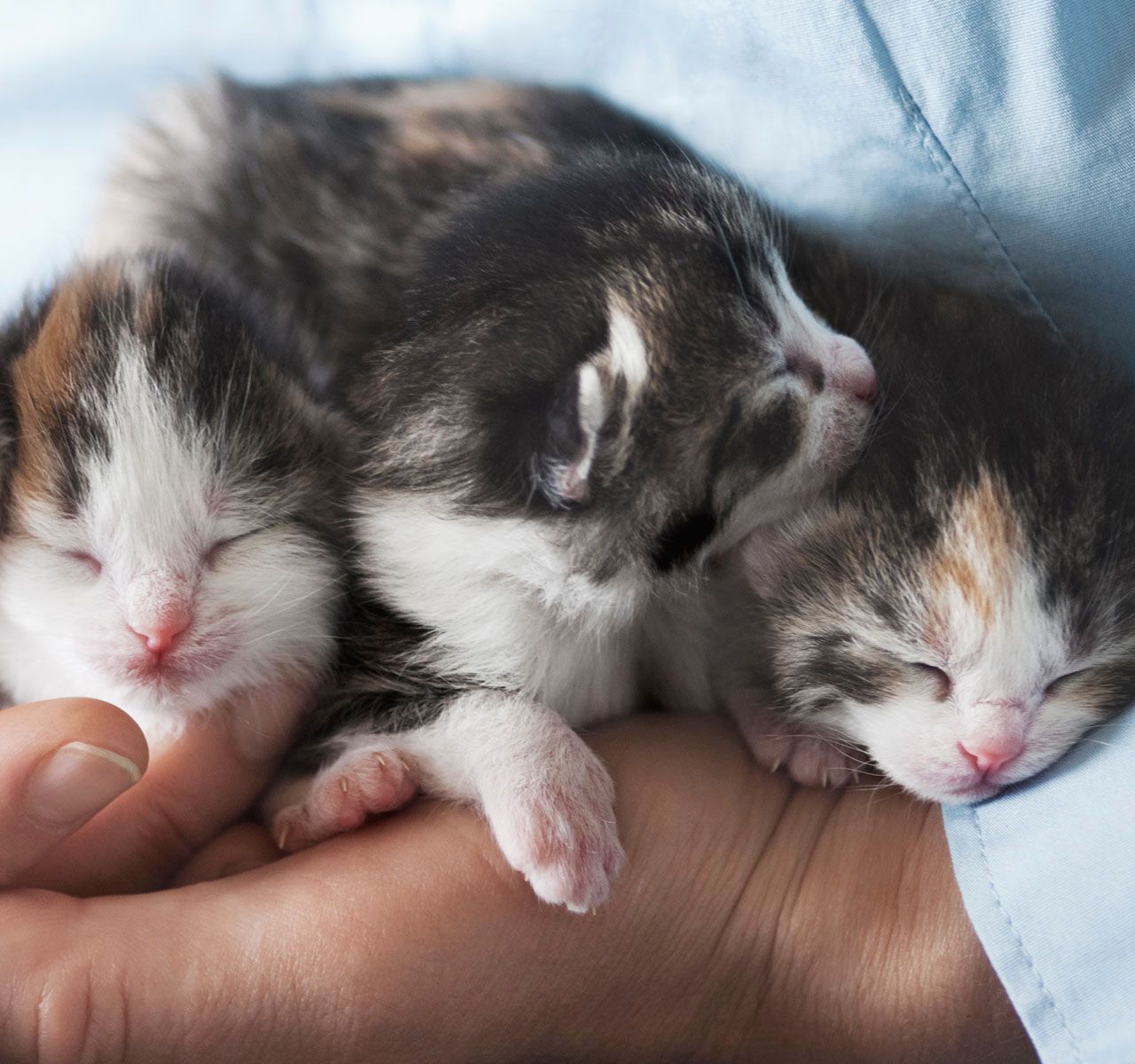 Kitten prices at hot sale petsmart