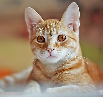 Cat Food Types: What is a Novel Protein?