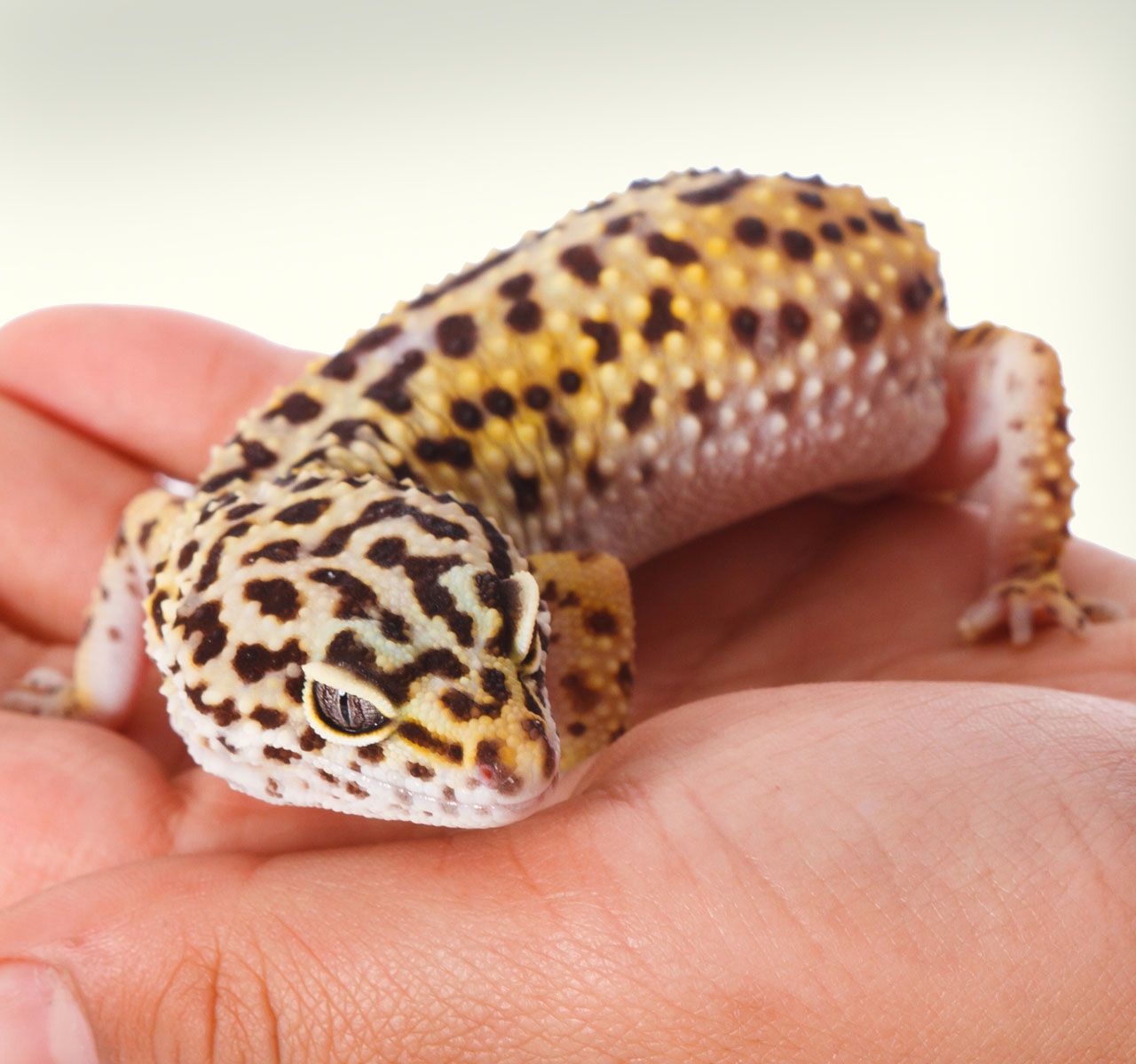 Leopard gecko shop petsmart