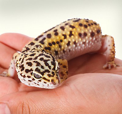 Leopard Gecko Checklist
