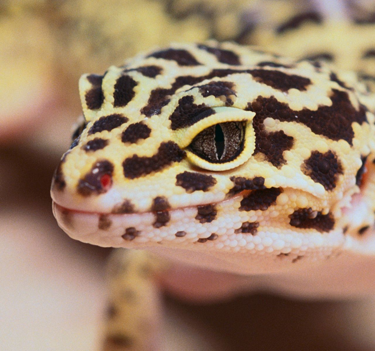 Leopard Geckos