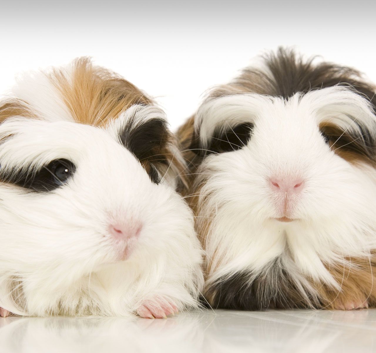 Guinea Pigs and Kids: Home and Classroom Pets