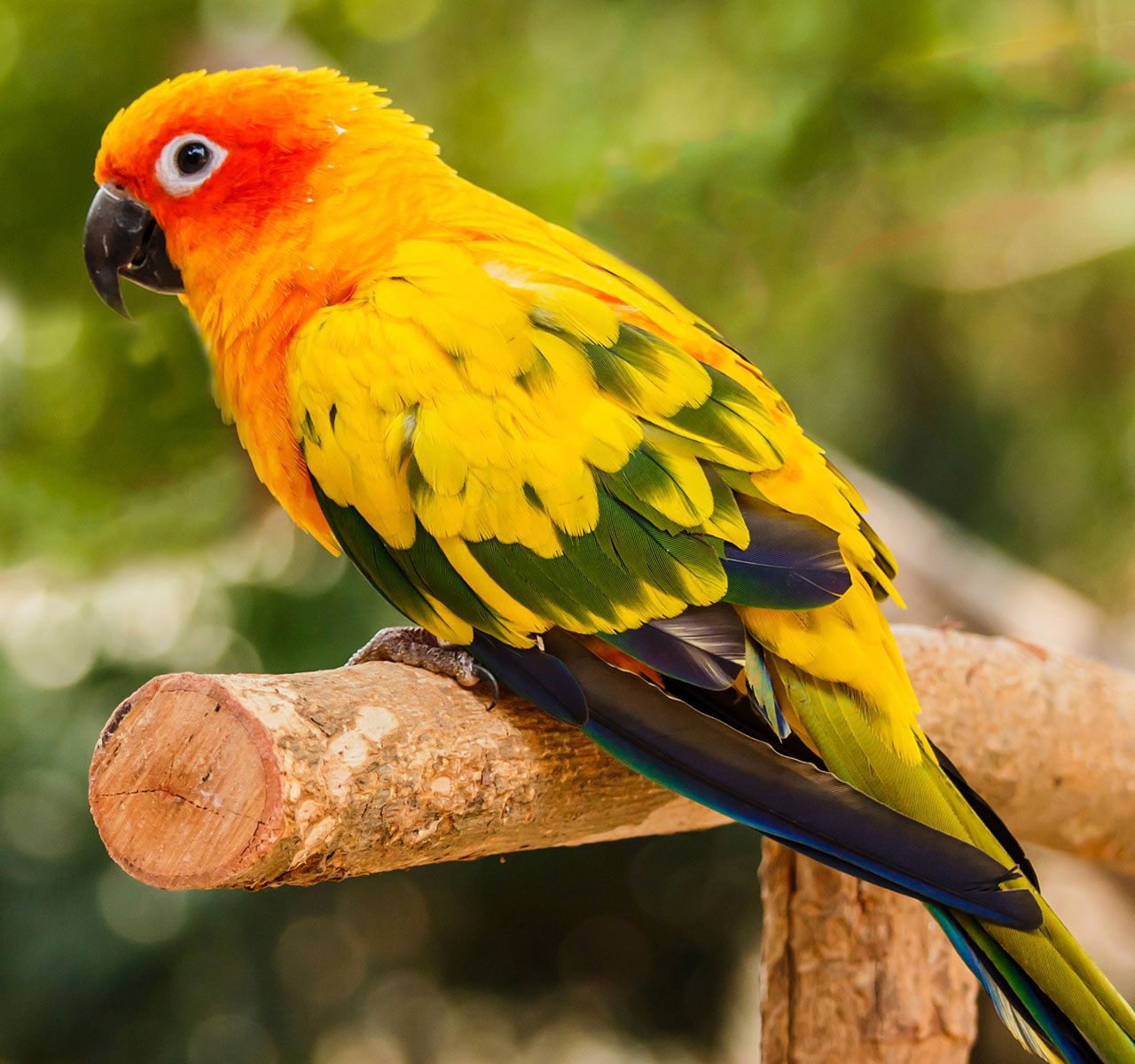 birds sold at petsmart