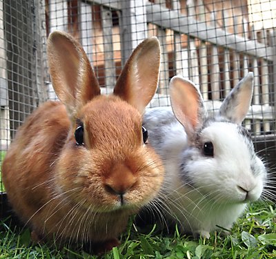 What You'll Need for Your New Pet Rabbit