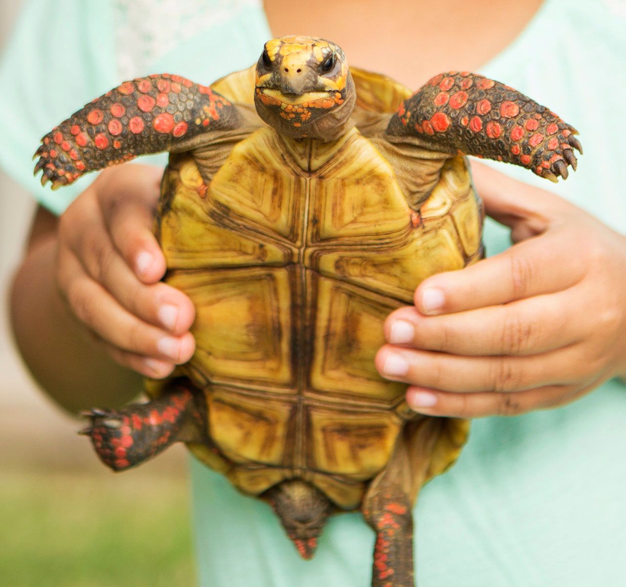 Pet store turtle maintenance