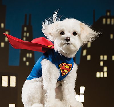 Costume Tips for Your Pet this Halloween