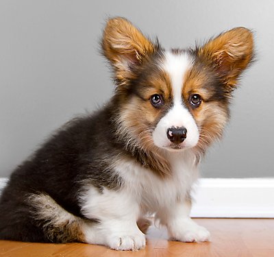 A Guide to Potty Training Puppies
