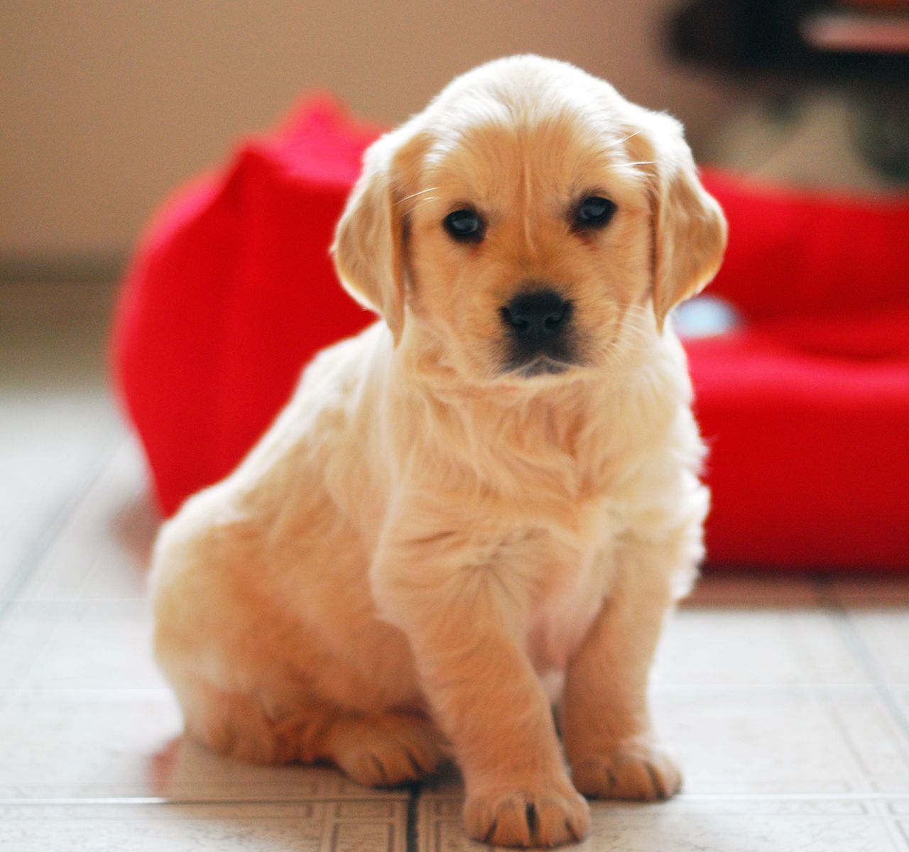 petsmart new puppy