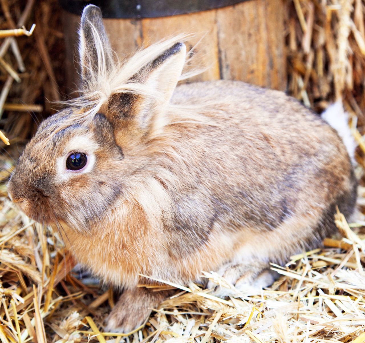 Rabbit best sale toys petsmart