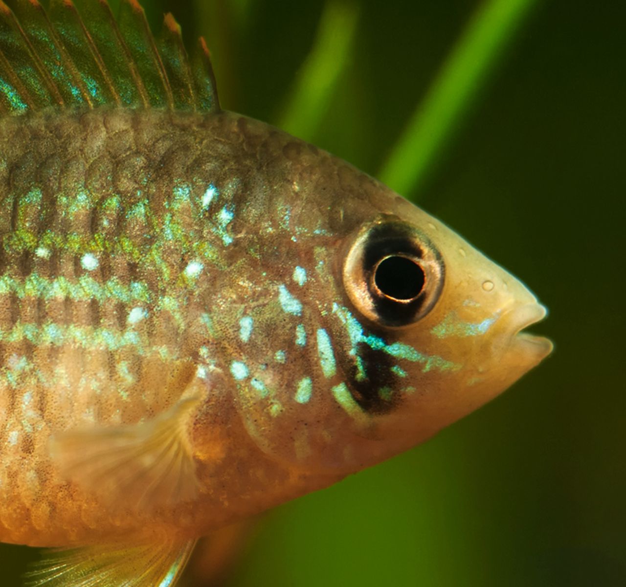 Semi-Aggressive Fish Care Guide