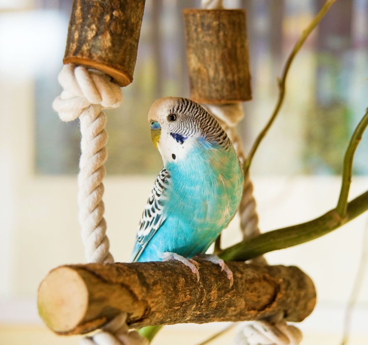 Parakeet leash shop at petsmart