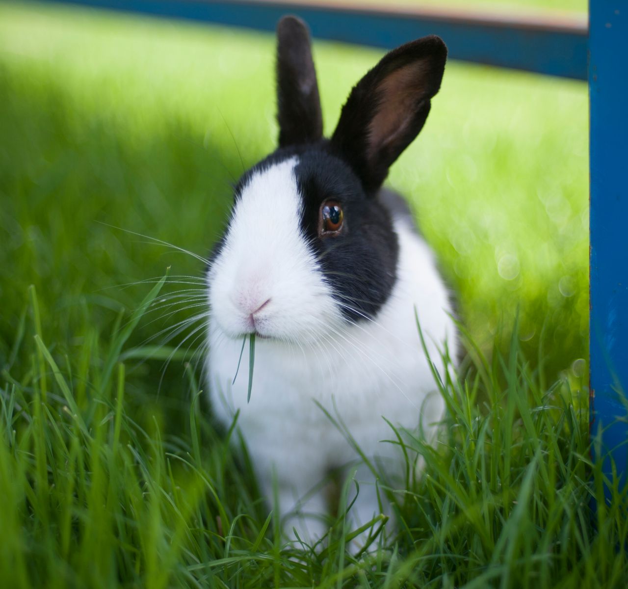 Setting Up Your Rabbit’s New Home