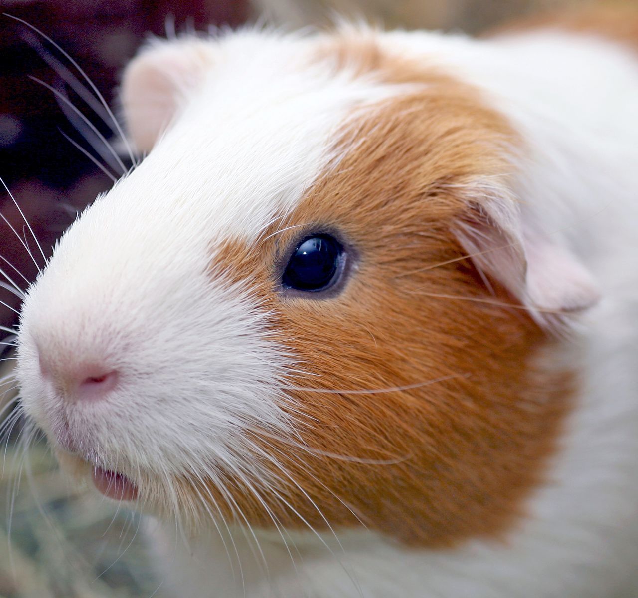 how much do guinea pigs cost at petsmart