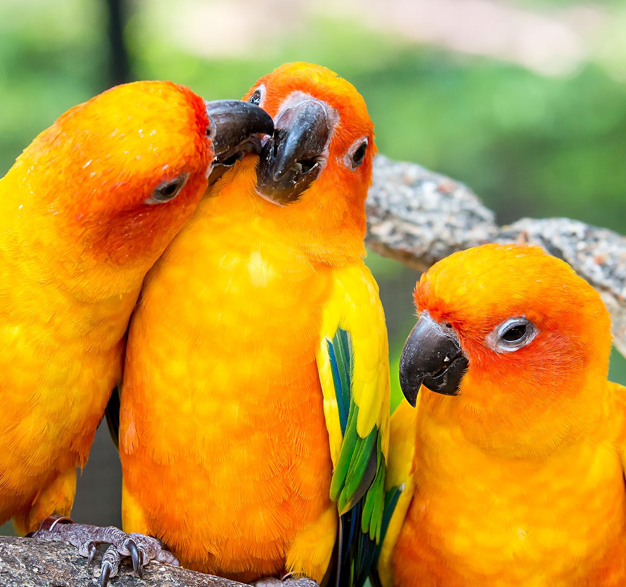 Parrots in hot sale petsmart