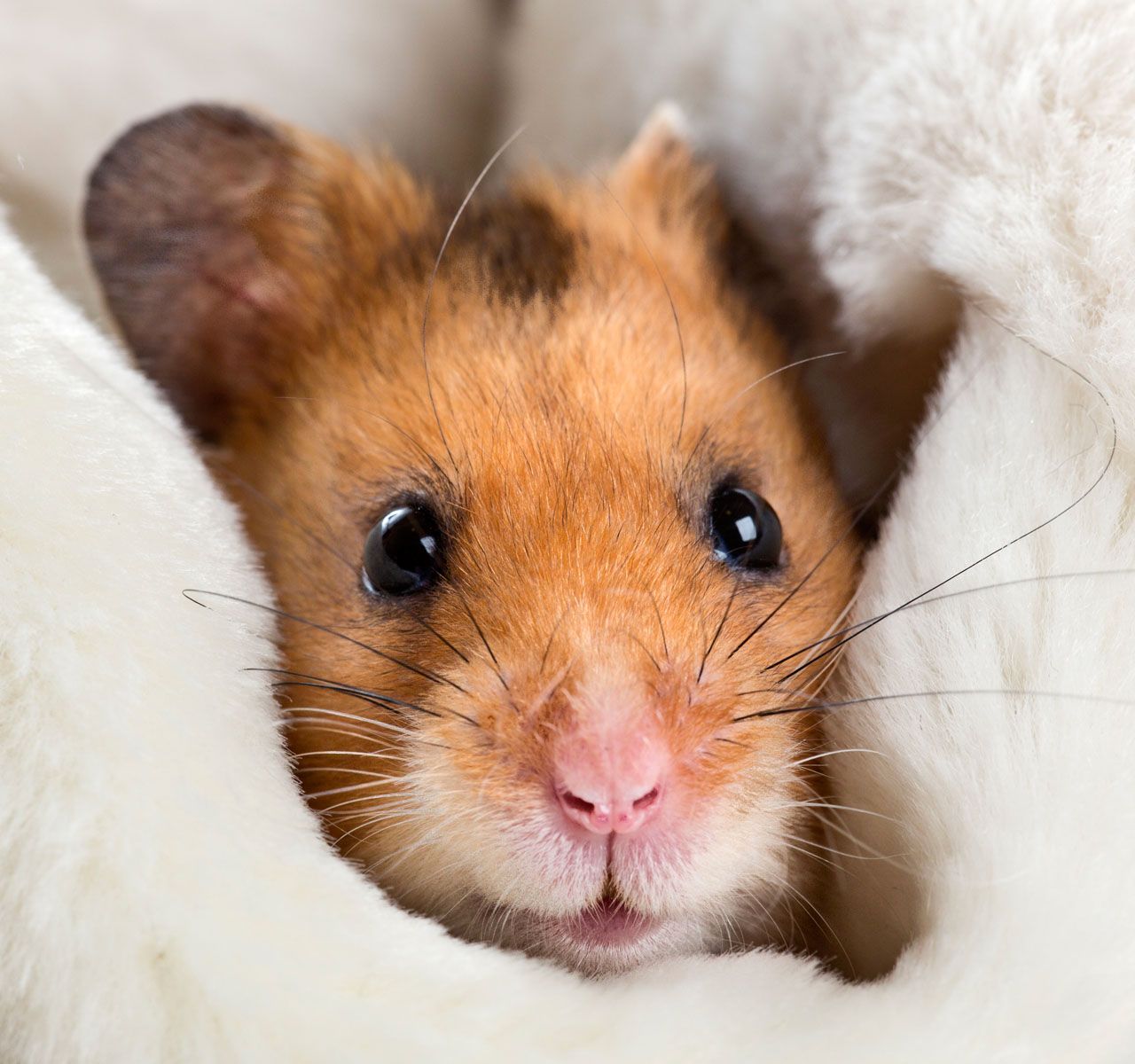 hamsters for sale petsmart