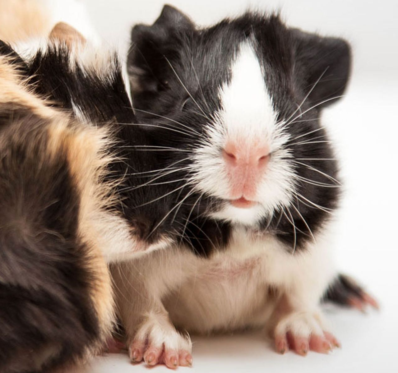 guinea pig cost petsmart