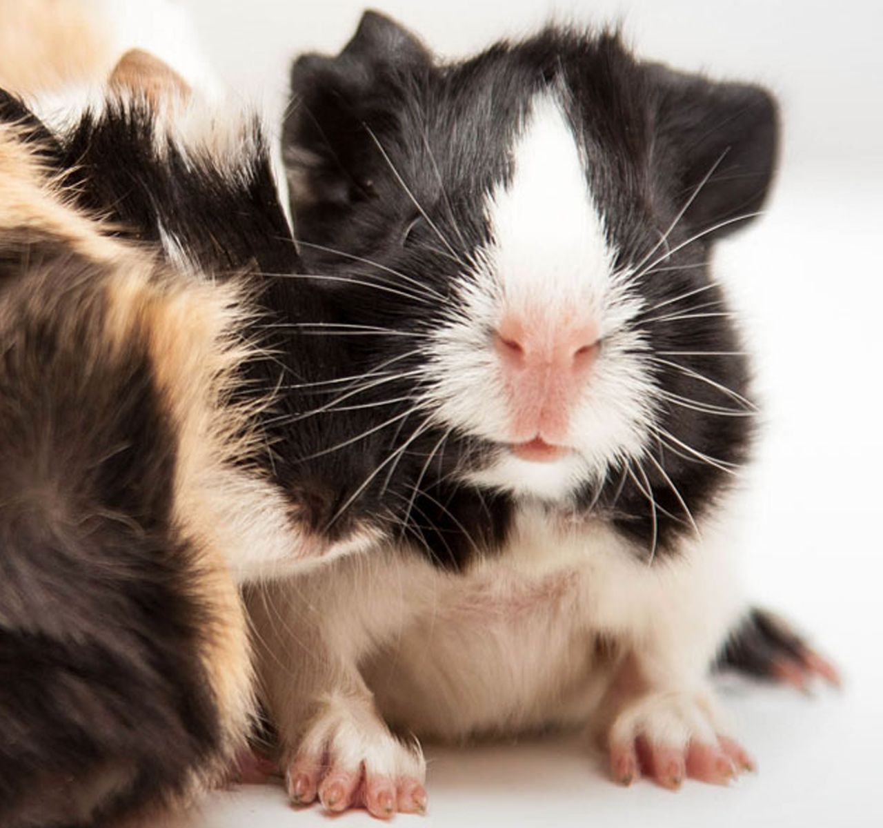 So, You Want a Pet Guinea Pig?