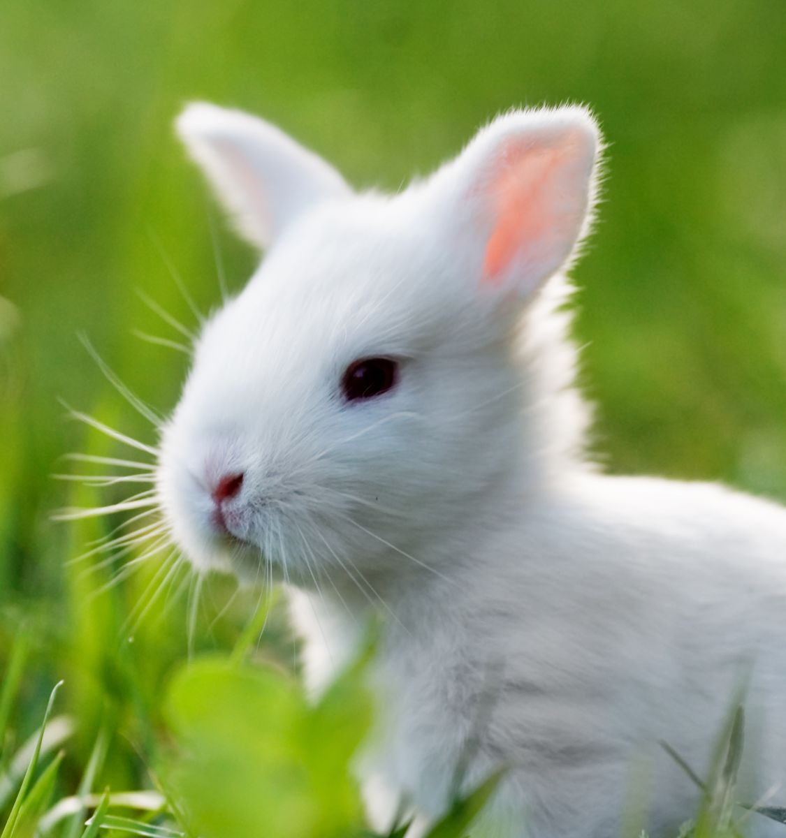 So You Want a Pet Rabbit: A New Pet Parent’s Checklist