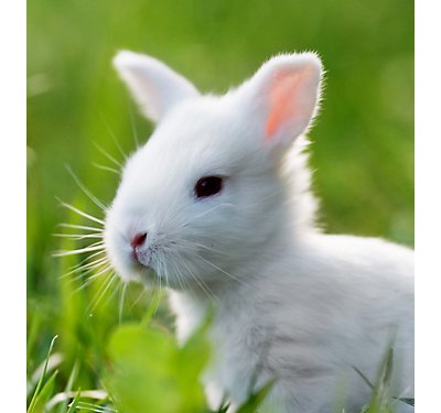 So You Want a Pet Rabbit: A New Pet Parent’s Checklist