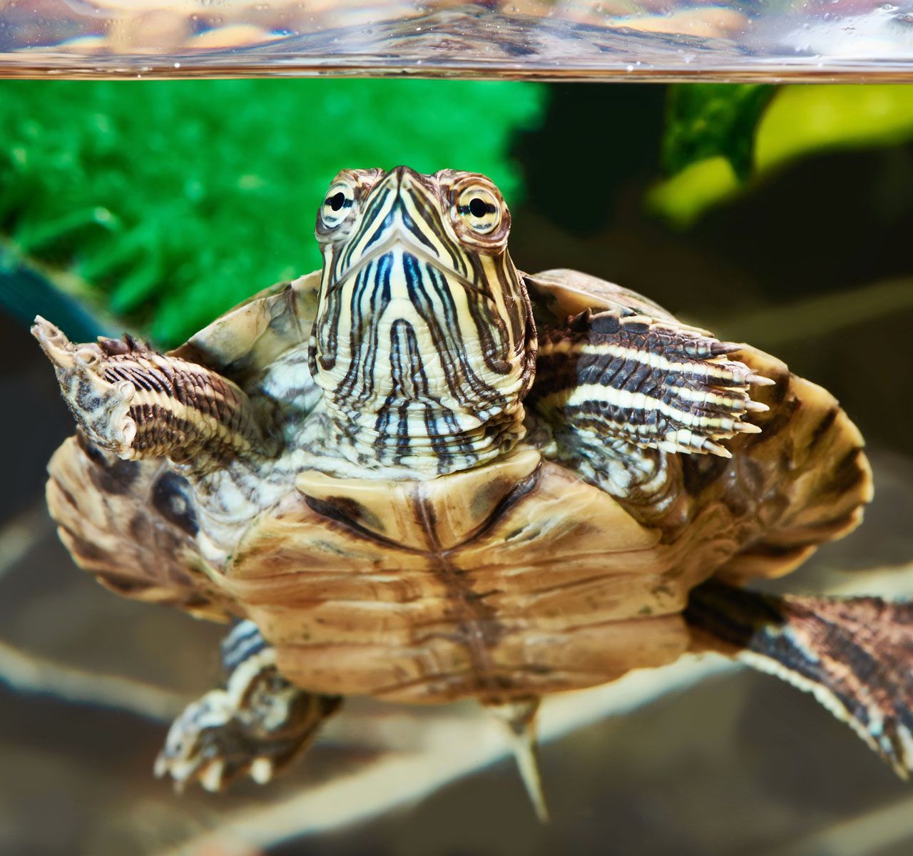 Pets at best sale home turtles