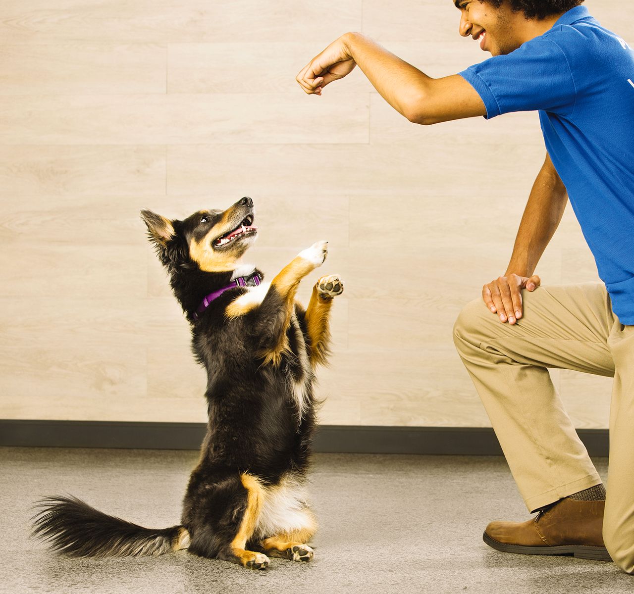 petsmart behavior training