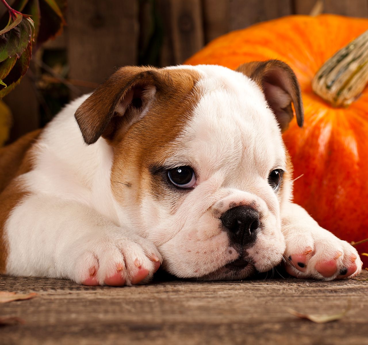 Teach Your Dog Some Halloween Tricks