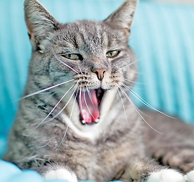 Diets for Cats with Hairball Issues