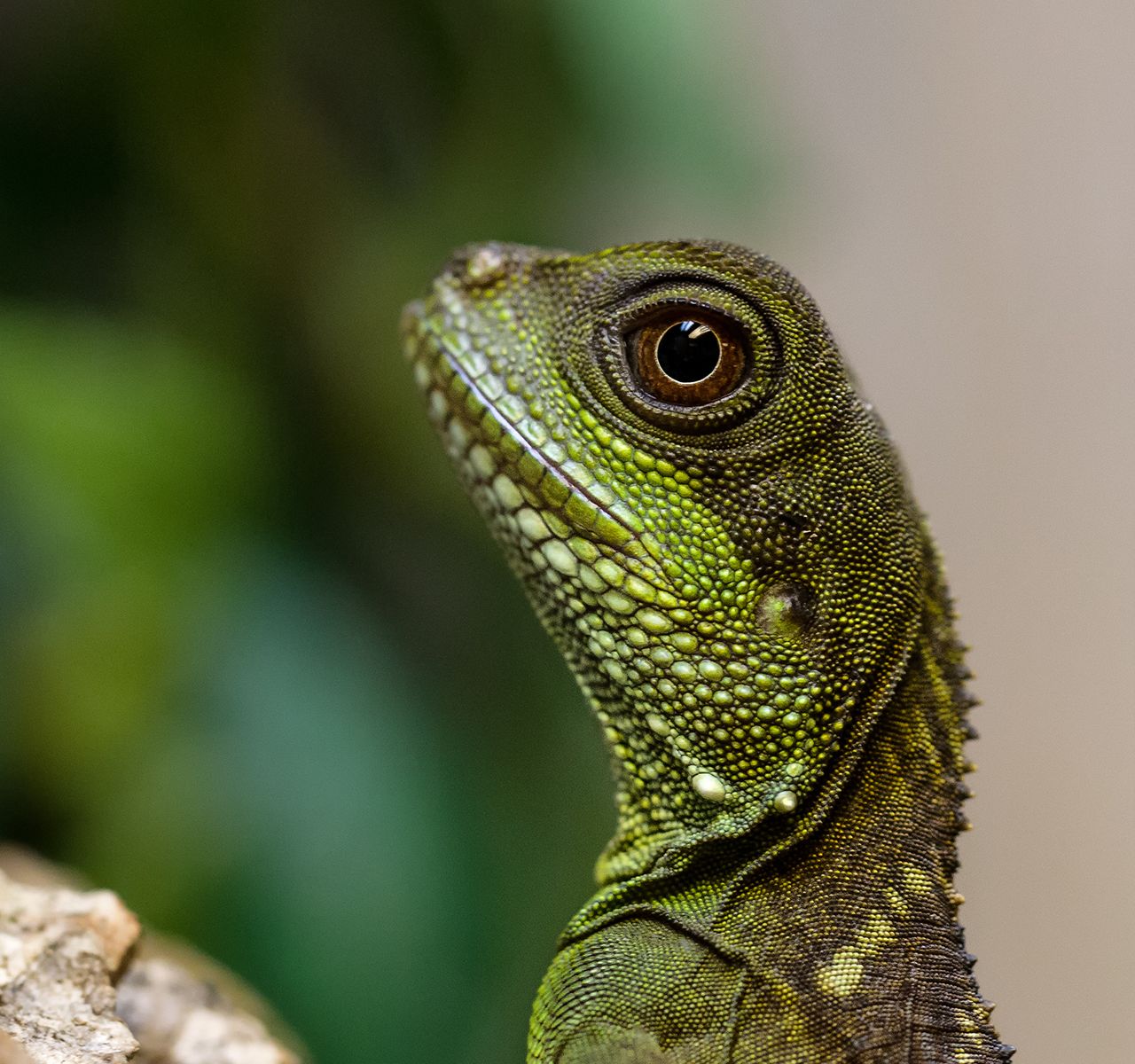 The Cool factor: 7 Reptiles to Chill with