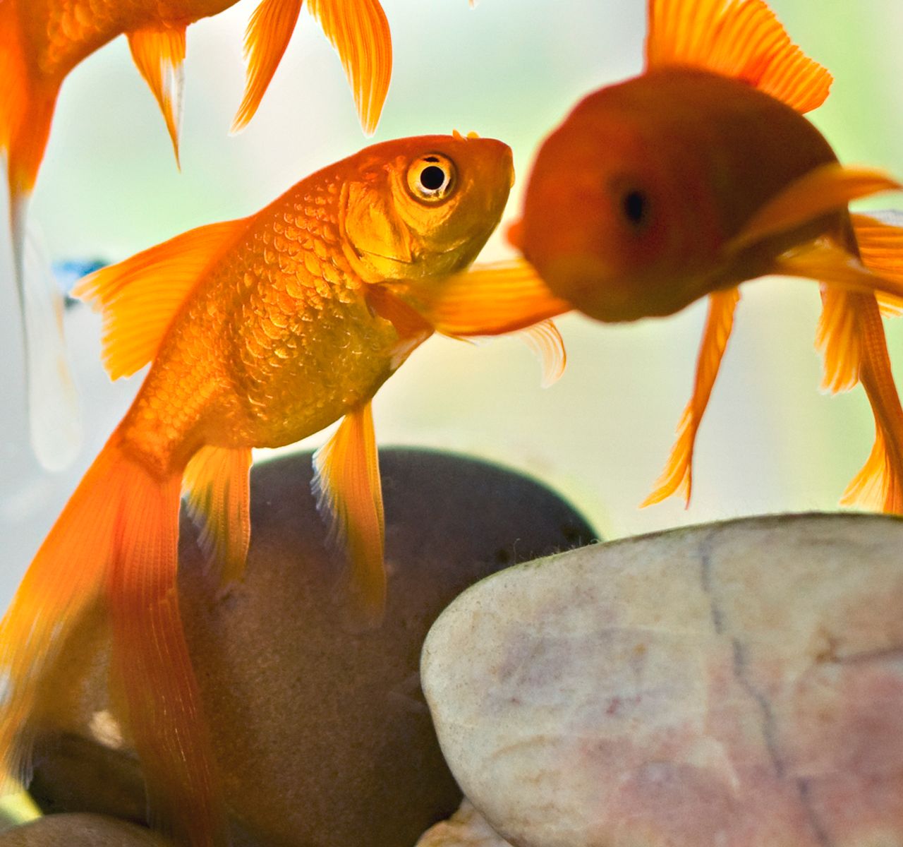 Fish Care Guides PetSmart