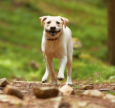 Ticked Off: Preventing and Removing Ticks on Your Dog